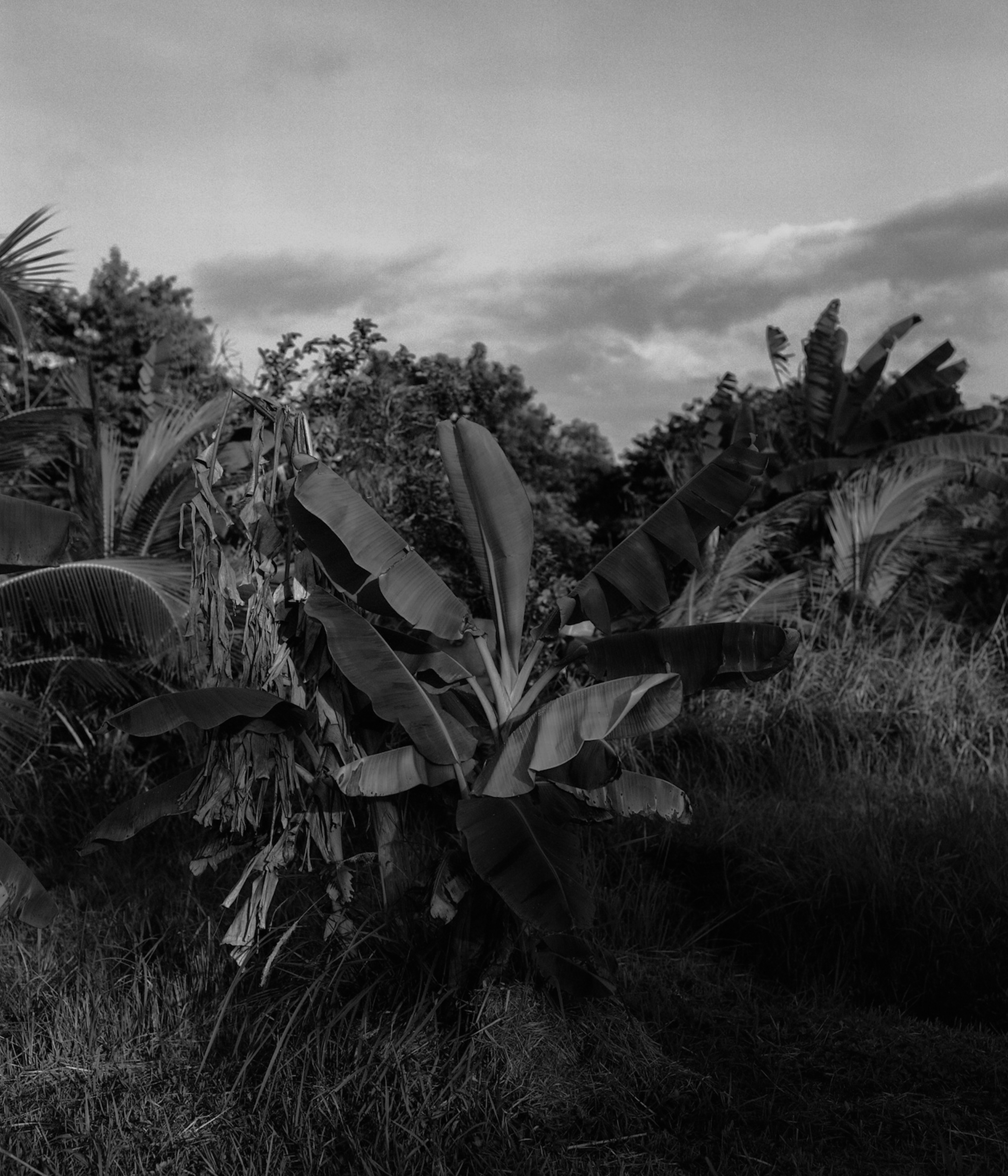 plant in suriname