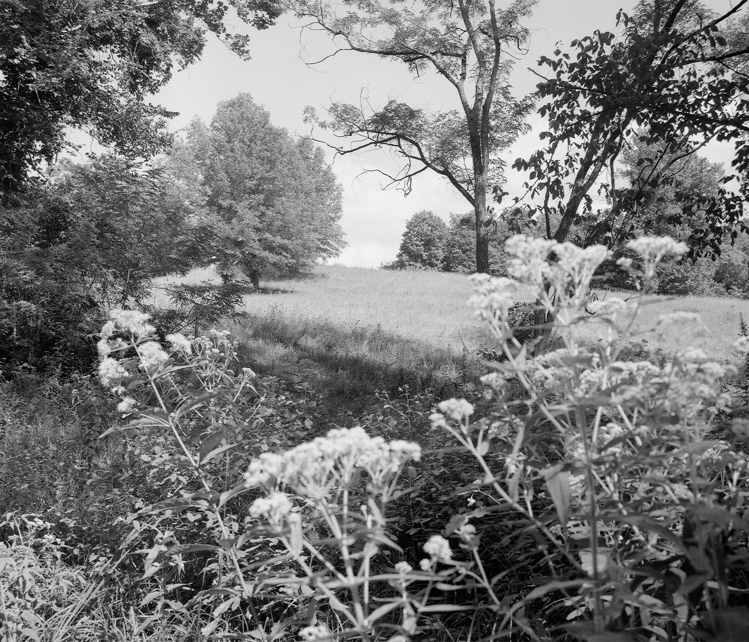 Image of a landscape by Josh Chaney from the book Sassafras Ridge
